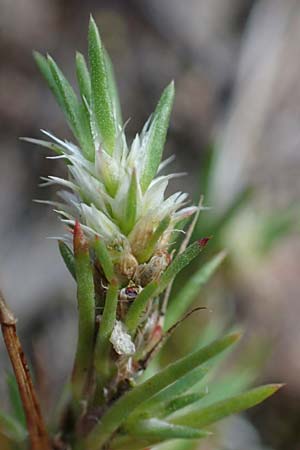 Polycnemum majus \ Gro�er Knorpelsalat / Giant Needle-Leaf, D Kaiserslautern 15.8.2021