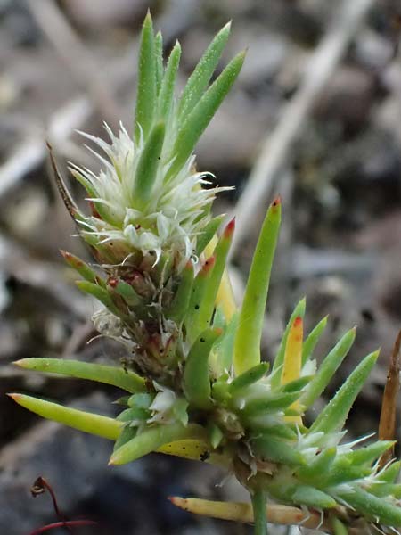 Polycnemum majus \ Gro�er Knorpelsalat / Giant Needle-Leaf, D Kaiserslautern 15.8.2021