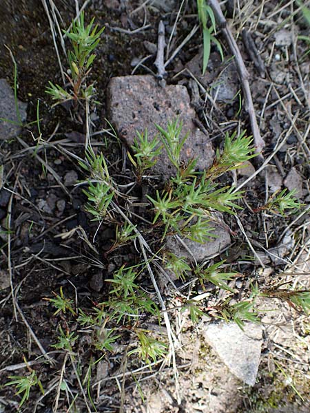 Polycnemum majus \ Gro�er Knorpelsalat / Giant Needle-Leaf, D Kaiserslautern 15.8.2021