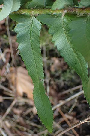 Polystichum munitum \ Westamerikanischer Schwertfarn / Western Swordfern, D Herdecke 12.3.2022