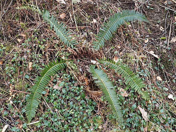 Polystichum munitum \ Westamerikanischer Schwertfarn / Western Swordfern, D Herdecke 12.3.2022