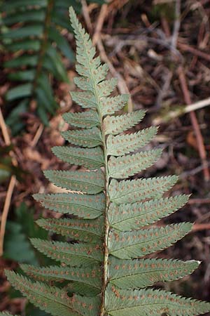 Polystichum munitum \ Westamerikanischer Schwertfarn / Western Swordfern, D Herdecke 12.3.2022