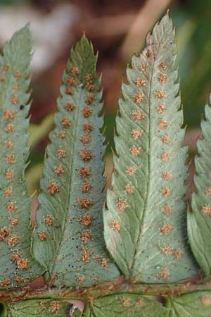 Polystichum munitum \ Westamerikanischer Schwertfarn / Western Swordfern, D Herdecke 12.3.2022