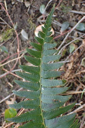 Polystichum munitum \ Westamerikanischer Schwertfarn / Western Swordfern, D Herdecke 12.3.2022