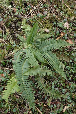 Polystichum munitum, Westamerikanischer Schwertfarn