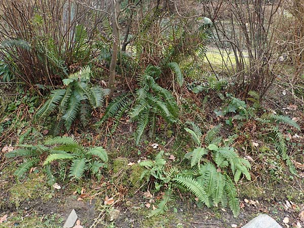 Polystichum munitum \ Westamerikanischer Schwertfarn / Western Swordfern, D Herdecke 12.3.2022
