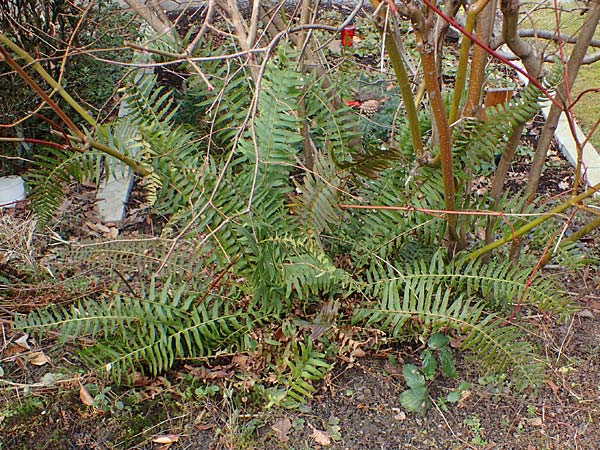 Polystichum munitum \ Westamerikanischer Schwertfarn / Western Swordfern, D Herdecke 12.3.2022