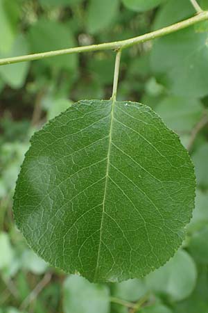 Prunus mahaleb \ Felsenkirsche, Stein-Weichsel / Saint Lucie Cherry, D Th&uuml;ringen, Bad Frankenhausen 8.6.2022
