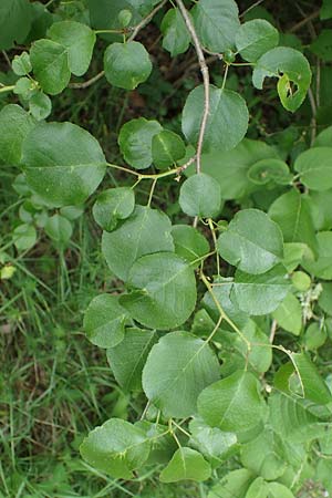 Prunus mahaleb \ Felsenkirsche, Stein-Weichsel / Saint Lucie Cherry, D Th&uuml;ringen, Bad Frankenhausen 8.6.2022
