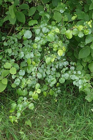 Prunus mahaleb \ Felsenkirsche, Stein-Weichsel / Saint Lucie Cherry, D Th&uuml;ringen, Bad Frankenhausen 8.6.2022