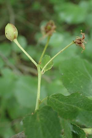 Prunus mahaleb \ Felsenkirsche, Stein-Weichsel / Saint Lucie Cherry, D Th&uuml;ringen, Bad Frankenhausen 8.6.2022