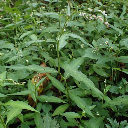 Persicaria mitis \ Milder Kn�terich / Water-Pepper, D Aachen 20.8.2022