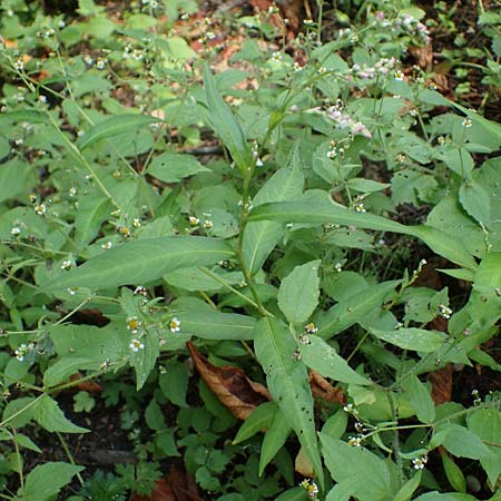 Persicaria mitis \ Milder Kn�terich / Water-Pepper, D Aachen 20.8.2022