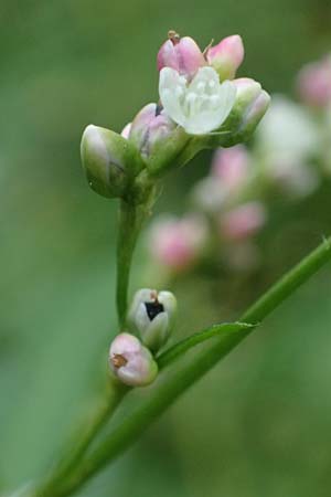 Persicaria mitis \ Milder Kn�terich / Water-Pepper, D Aachen 20.8.2022