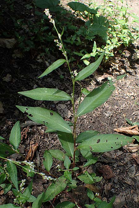 Persicaria mitis \ Milder Kn�terich / Water-Pepper, D Bad D&uuml;rkheim 30.8.2022