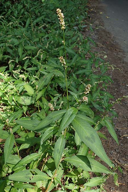 Persicaria maculosa \ Floh-Kn�terich / Redshank, D Bad D&uuml;rkheim 30.8.2022