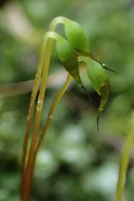 Plagiomnium rostratum \ Geschn&auml;beltes Sternmoos / Long-Beaked Thyme Moss, D Wagenschwend 15.3.2025