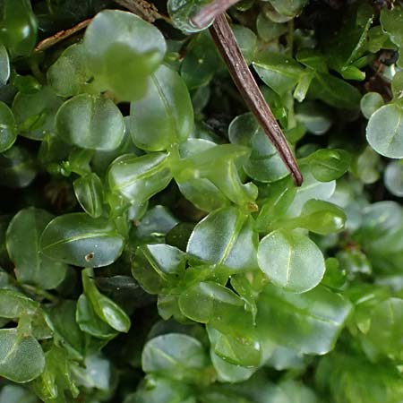 Plagiomnium rostratum \ Geschn&auml;beltes Sternmoos / Long-Beaked Thyme Moss, D Wagenschwend 15.3.2025