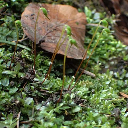 Plagiomnium rostratum \ Geschn&auml;beltes Sternmoos / Long-Beaked Thyme Moss, D Wagenschwend 15.3.2025