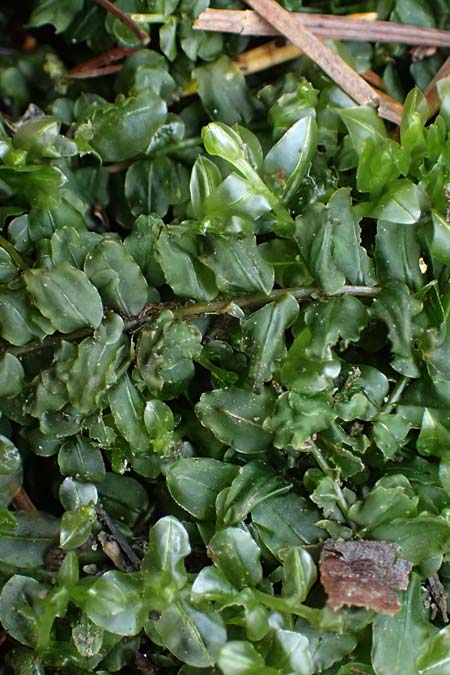 Plagiomnium rostratum \ Geschn&auml;beltes Sternmoos / Long-Beaked Thyme Moss, D Wagenschwend 15.3.2025