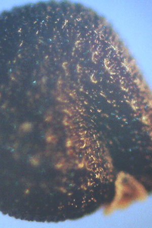 Portulaca papillatostellulata \ Papillenfr&uuml;chtiger Portulak / Papilla-Fruited Purslane, D Ludwigshafen 30.8.2018