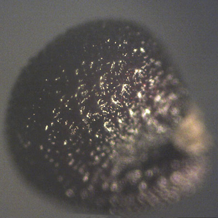 Portulaca papillatostellulata \ Papillenfr&uuml;chtiger Portulak / Papilla-Fruited Purslane, D Ludwigshafen 29.8.2018