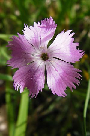 Dianthus gratianopolitanus \ Pfingst-Nelke / Cheddar Pink, D Blaubeuren 2.6.2015