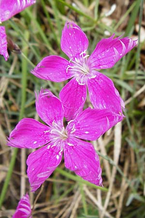 Dianthus gratianopolitanus \ Pfingst-Nelke / Cheddar Pink, D Blaubeuren 2.6.2015