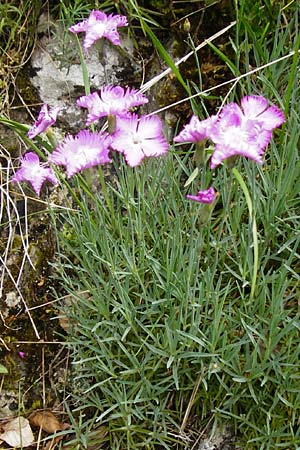 Dianthus gratianopolitanus \ Pfingst-Nelke / Cheddar Pink, D Blaubeuren 2.6.2015