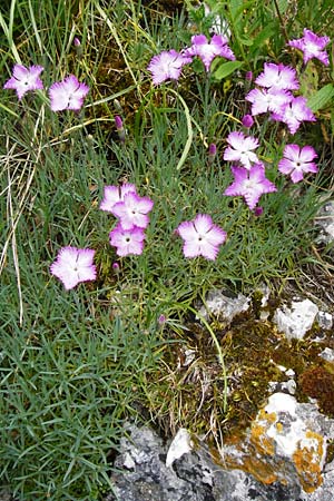 Dianthus gratianopolitanus \ Pfingst-Nelke / Cheddar Pink, D Blaubeuren 2.6.2015