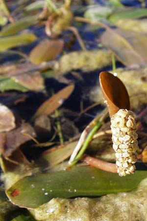 Potamogeton natans ? \ Schwimmendes Laichkraut / Broad-Leaved Pontweed, D Altlussheim 1.7.2015