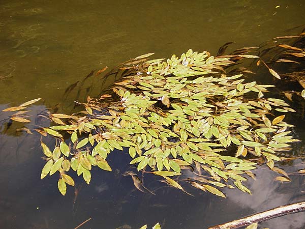 Potamogeton nodosus \ Flutendes Laichkraut / Loddon Pontweed, D Runkel an der Lahn 1.8.2015