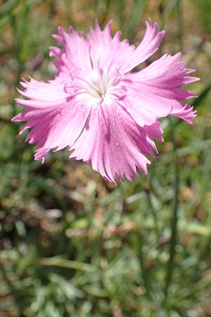 Dianthus gratianopolitanus \ Pfingst-Nelke / Cheddar Pink, D Fridingen 3.6.2015