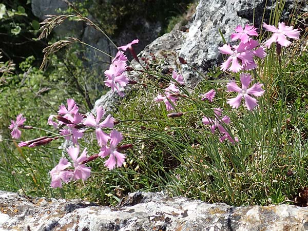 Dianthus gratianopolitanus \ Pfingst-Nelke / Cheddar Pink, D Fridingen 3.6.2015