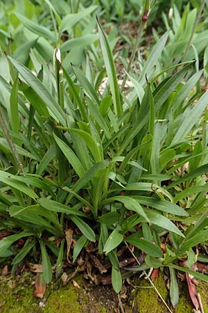 Silene viscaria \ Gew&ouml;hnliche Pechnelke / Sticky Catchfly, D Schriesheim 14.5.2016