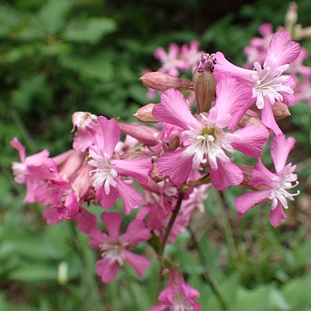 Silene viscaria \ Gew&ouml;hnliche Pechnelke / Sticky Catchfly, D Schriesheim 14.5.2016