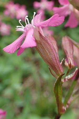 Silene viscaria \ Gew&ouml;hnliche Pechnelke / Sticky Catchfly, D Schriesheim 14.5.2016