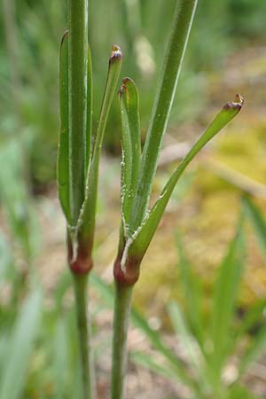 Silene viscaria \ Gew&ouml;hnliche Pechnelke / Sticky Catchfly, D Schriesheim 14.5.2016