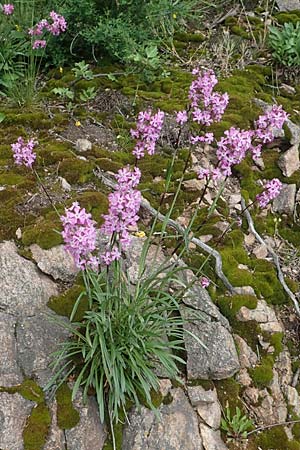 Silene viscaria \ Gew&ouml;hnliche Pechnelke / Sticky Catchfly, D Schriesheim 14.5.2016