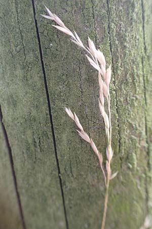 Poa nemoralis \ Hain-Rispengras / Wood Meadow Grass, D Wald-Erlenbach 30.7.2016