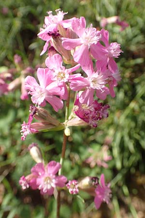 Silene viscaria \ Gew&ouml;hnliche Pechnelke / Sticky Catchfly, D Eberbach 11.5.2018