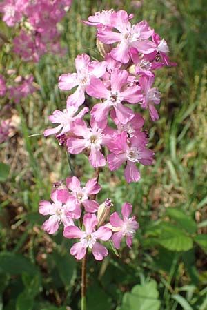 Silene viscaria \ Gew&ouml;hnliche Pechnelke / Sticky Catchfly, D Eberbach 11.5.2018