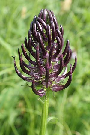Phyteuma nigrum \ Schwarze Teufelskralle / Black Rampion, D Ottorfszell 13.5.2018
