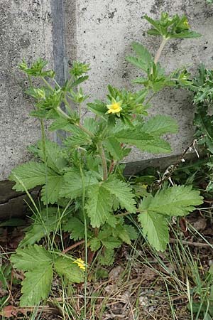 Potentilla norvegica \ Norwegisches Fingerkraut / Rough Cinquefoil, D Bochum 22.5.2018