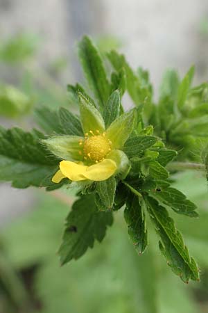 Potentilla norvegica \ Norwegisches Fingerkraut / Rough Cinquefoil, D Bochum 22.5.2018
