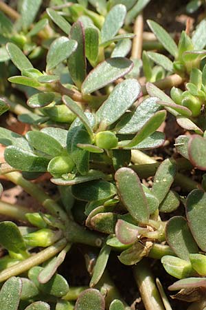 Portulaca oleracea s.str. \ Glattfr&uuml;chtiger Portulak / Smooth-Fruited Purslane, D J&uuml;lich 22.8.2018