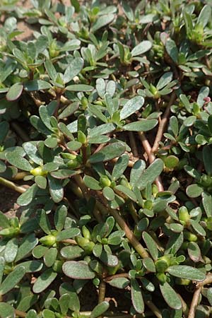 Portulaca oleracea s.str. \ Glattfr&uuml;chtiger Portulak / Smooth-Fruited Purslane, D J&uuml;lich 22.8.2018