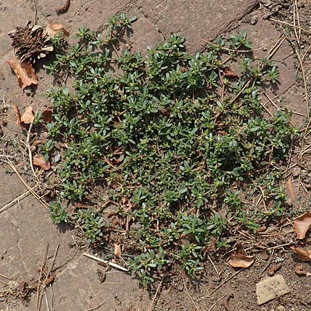 Portulaca oleracea s.str. \ Glattfr&uuml;chtiger Portulak / Smooth-Fruited Purslane, D J&uuml;lich 22.8.2018