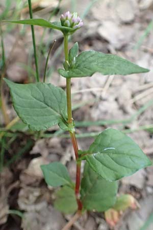 Persicaria nepalensis \ Nepal-Kn�terich / Nepal Knotweed, D Kirchhundem-Benolpe 24.8.2018