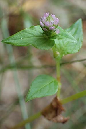 Persicaria nepalensis \ Nepal-Kn�terich / Nepal Knotweed, D Kirchhundem-Benolpe 24.8.2018